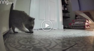 A raccoon entered a couple's house through a cat door.
