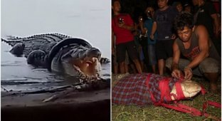 Житель Индонезии спас крокодила, который 6 лет жил с шиной на шее (7 фото)