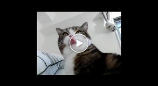 Сьемка кота в замедленной сьемке