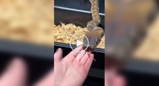 Have you ever seen snakes sneeze?