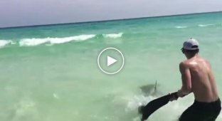 Brave guys caught a shark to free it from a steel fishing line