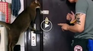 Man taught his cat to open the door