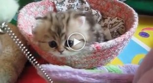 Cute kitten playing with its owner