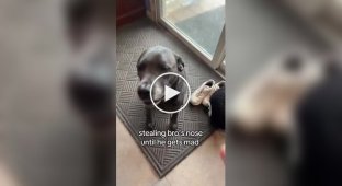 An owner "steals" her dog's nose