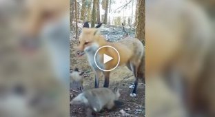 Forest camera traps captured a mother fox taking care of her seven cubs