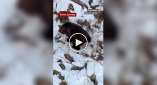 В Эстонии сняли на видео медведя, только что проснувшегося после зимней спячки