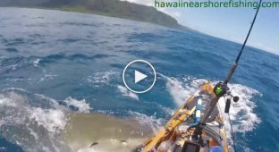 Tiger shark attacks fisherman in Hawaii