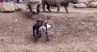 Смелая черная антилопа против носорогов
