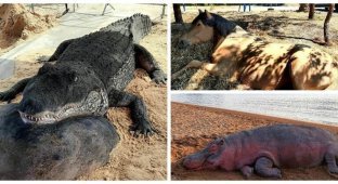 25 реалістичних скульптур тварин, зроблених із піску (26 фото)
