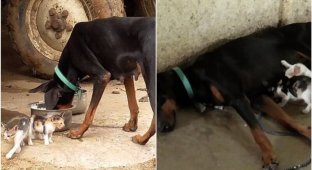 Собака потеряла своих щенков, но взяла под опеку осиротевших котят (6 фото + 2 видео)