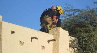 В США спасатели достали из дымохода «домовенка Кузю» (4 фото)
