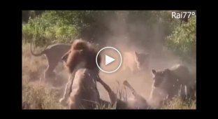 Lion and leopard fight captured by tourists in Kenya