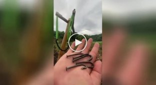 На видео сняли приоритеты мужчин после 30 — самодельная рогатка с гвоздями