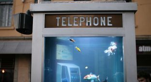 Телефон-аквариум (2 фото)
