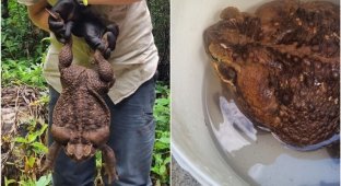 A giant toad was caught in Australia (6 photos + 1 video)