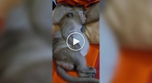 A monkey's sweet sleep