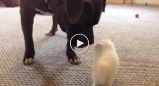 A little kitten met a huge pit bull