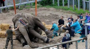 Зачем они мучают слона (3 фотографии)
