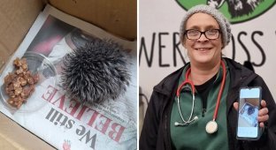 A British woman found a sick hedgehog, but veterinarians told her that there was no smell of a hedgehog there (3 photos)