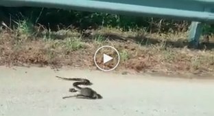 Крыса отбила своего детеныша у змеи 
