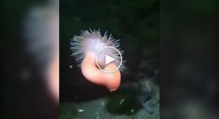 How sea anemones swim