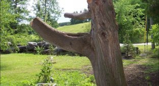 Скульптура из дерева (5 фото)