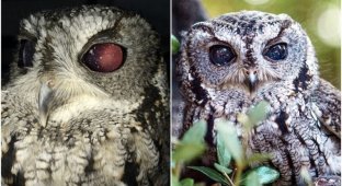 People saved a blind owl with cosmic eyes (26 photos)