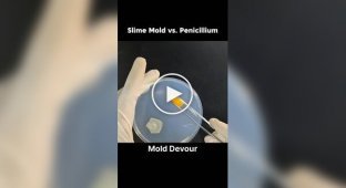 Microscopic duel: slime mold vs. mold in a Petri dish