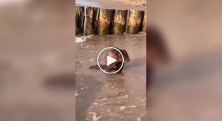 A beaver washes itself in the sea