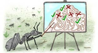 Умнее людей: муравьи устанавливают "социальную дистанцию" во время эпидемии (3 фото)