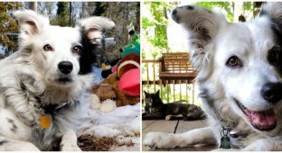 Самая умная собака в мире по кличке Чейсер умерла (4 фото)