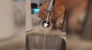 Cat trying to catch a stream of water