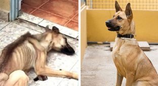Собаки, которых спасла любовь (58 фото)