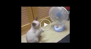 Котенок мучает вентилятор