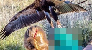 В Австралии орел напал на мальчика (2 фото)