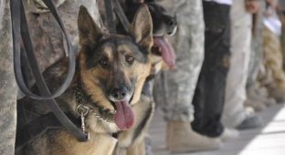 Собаки на службе в армии (21 фото)