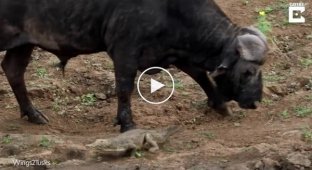 A crocodile gets in the way of an angry buffalo