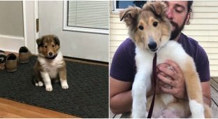 Time flies: 30 touching photos of mature dogs (31 photos)