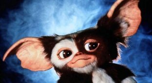 How the film "Gremlins" was filmed: footage from the filming and interesting facts (15 photos)