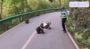 Monkeys attacked a policeman and caused a traffic jam on the road