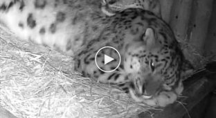 How snow leopards sleep