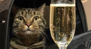 «Сегодня – кот, а завтра – каждый из нас»: реакция соцсетей на конфликт «Аэрофлота» и хозяина кота (10 фото)