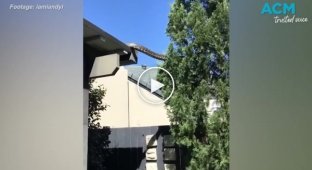 Жительница Австралии сняла питона, сползающего с крыши на дерево