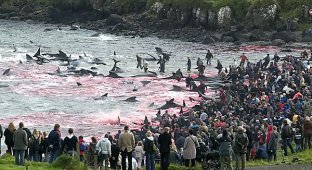 Жестоко ( Охота на китов в Исландии (10 фотографий)