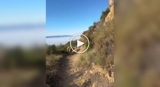 Женщина встретила пуму на тропе