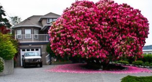 17 of the most magnificent trees in this world (22 photos)