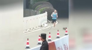 An injustice happened: a cat beat a man in a race, but was left without winning