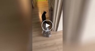Funny battle between a cat and a bag