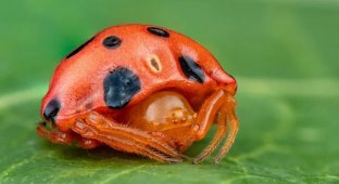 Божья коровка. Ядовитая кровь и вечный голод (8 фото)