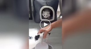 The cat did not allow the owner to weigh the kitten